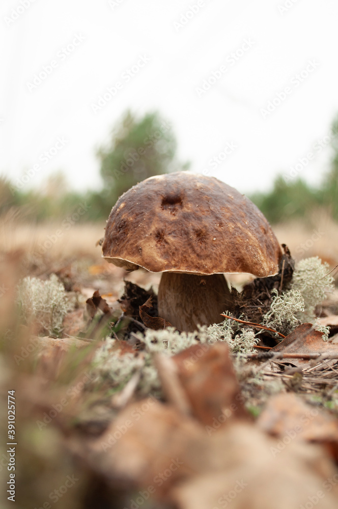 porcini mushroom in the meadow. Boletus edulis porcini mushroom in the meadow. Boletus edulis