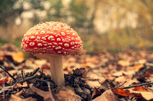 close-up fly agaric in the forest