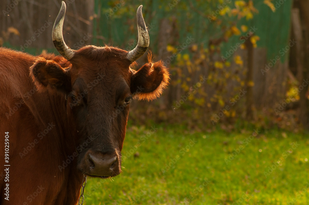 portrait of a brown cow in the garden. cow looking at the camera portrait of a brown cow in the garden. cow looking at the camera