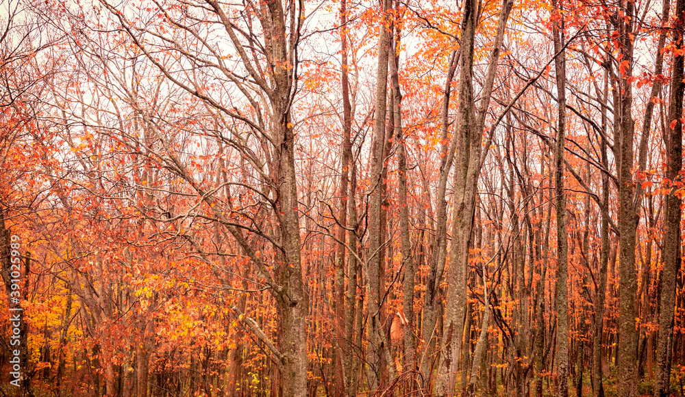 Fototapeta premium The leaves turn yellow. The leaves turn red. Autumn leaves fall