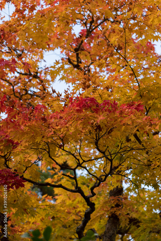 秋の鮮やかな赤色の紅葉の風景