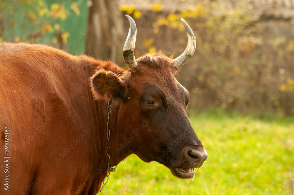 portrait of a brown cow in the garden. cow looking at the camera portrait of a brown cow in the garden. cow looking at the camera