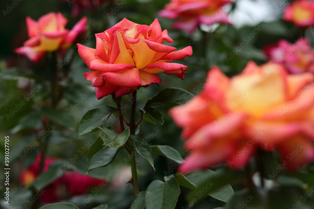 red rose in garden red rose in garden