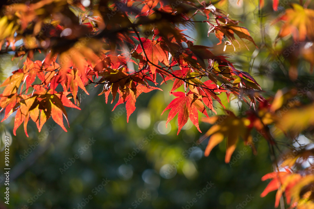 秋の鮮やかな赤色の紅葉の風景