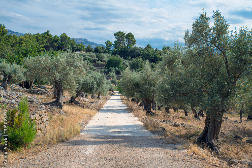 Olivenplantage mit Weg in Hügellandschaft, Insel Mallorca, Baleareninsel, Balearen, Spanien, Europa