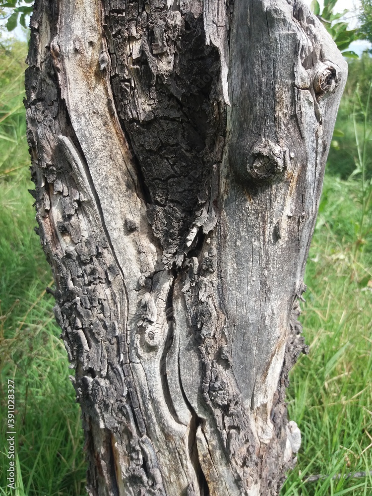 Fototapeta premium Textura de la corteza de un árbol
