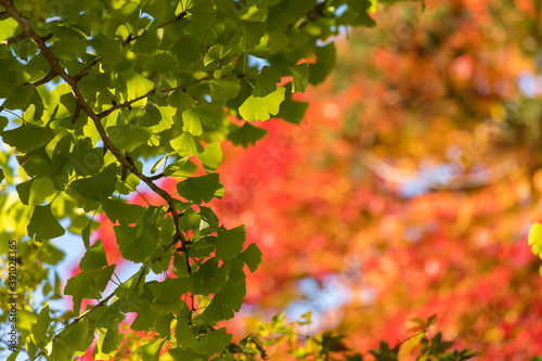 秋の鮮やかな赤色の紅葉と緑色の銀杏の木の風景
