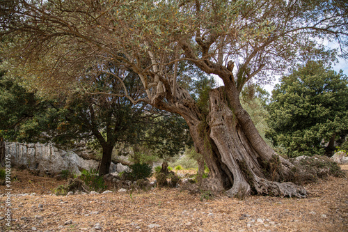 Alte Olivenbäume auf Plantage in Landschaft, Insel Mallorca, Baleareninsel, Balearen, Spanien, Europa