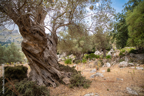 Alte Olivenbäume auf Plantage in Landschaft, Insel Mallorca, Baleareninsel, Balearen, Spanien, Europa