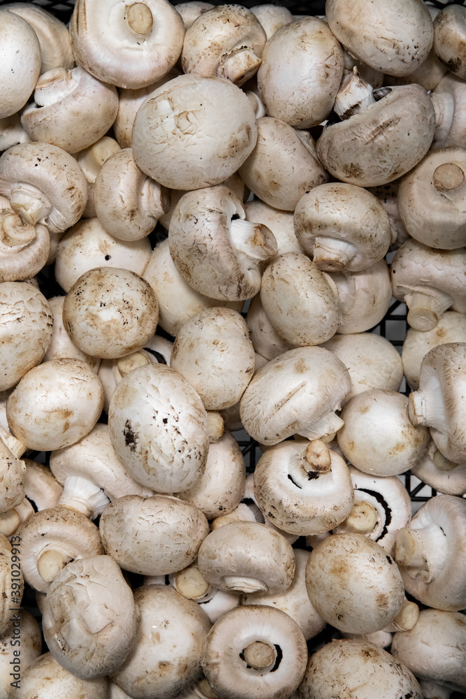 Fresh white mushrooms and champignons Fresh white mushrooms and champignons