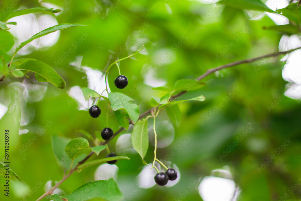 Black berries on a green background. Fruitful tree. summer. Sunny day. Black berries on a green background. Fruitful tree. summer. Sunny day.