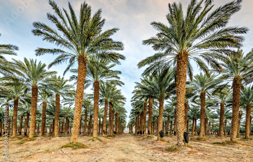 Plantation of date palms for healthy food is rapidly developing agriculture industry in desert areas of the Middle East 