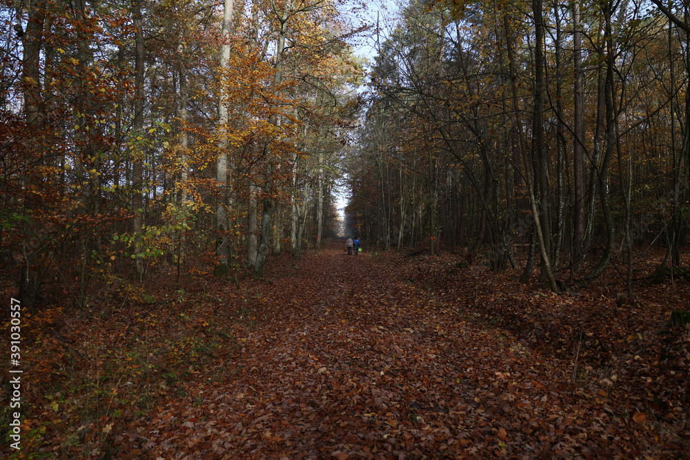 Road with fallen leaves in autumn forest Road with fallen leaves in autumn forest