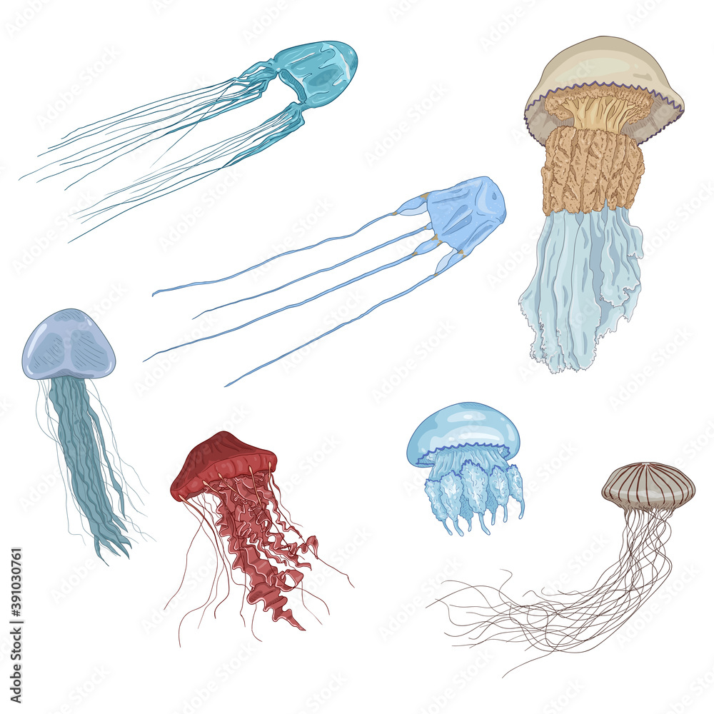 Fototapeta premium Vector Cartoon Set of Jellyfishes