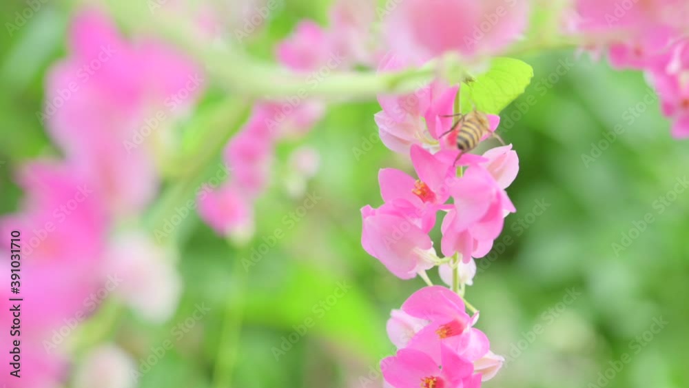 Slow motion of Honey bee flying around flowers bee collecting nectar pollen Slow motion of Honey bee flying around flowers bee collecting nectar pollen