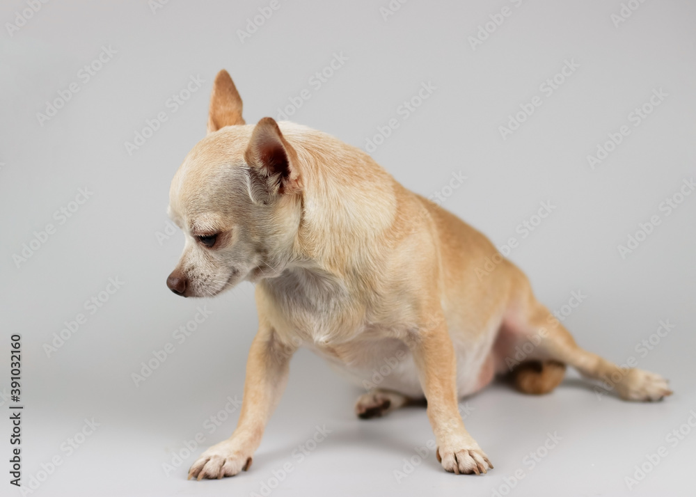 guilty brown chihuahua dog sitting on white background, looking down on the floor. Dog behavior concept. guilty brown chihuahua dog sitting on white background, looking down on the floor. Dog behavior concept.