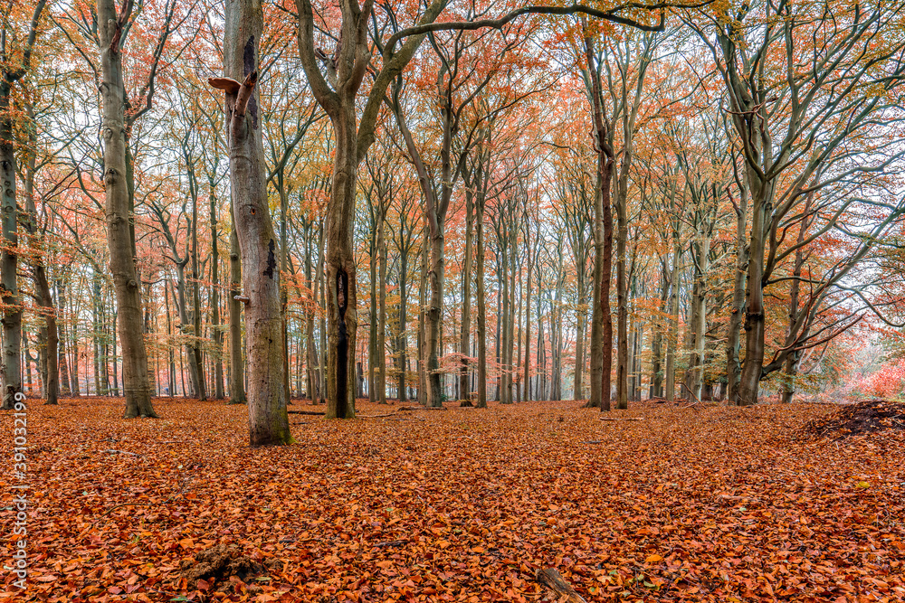 forest with trees in autumn colors. The color of the leaves creates a warm atmosphere.