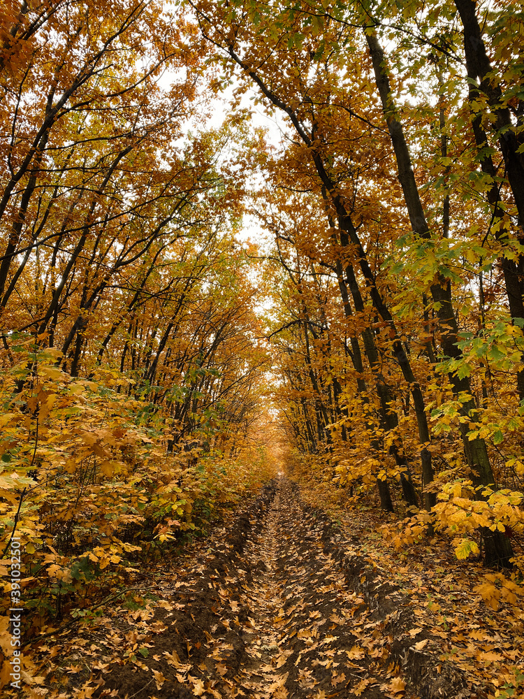 Fototapeta premium autumn in the forest