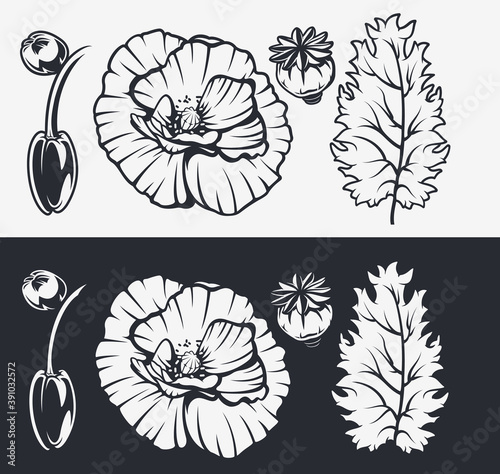 Botanical illustrations set. Poppy flowers. Elements for design, decoration.