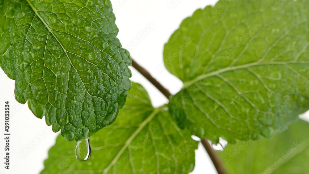 mint. water drops on Fresh mojito mint leaf, white background. close up mint. water drops on Fresh mojito mint leaf, white background. close up