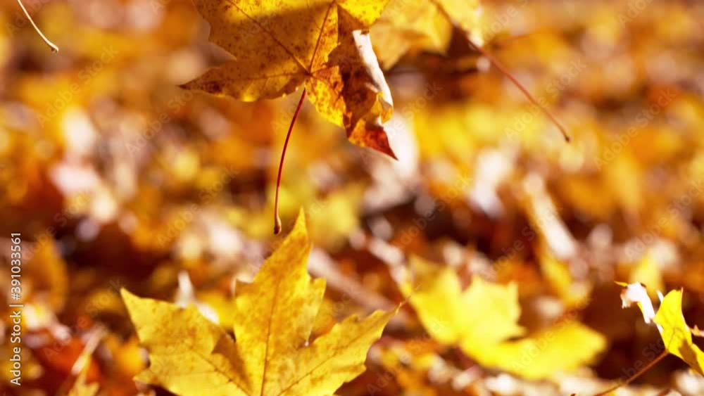 Super slow motion of falling autumn maple leaves. Filmed on high speed cinema camera, 1000 fps. Super slow motion of falling autumn maple leaves. Filmed on high speed cinema camera, 1000 fps.