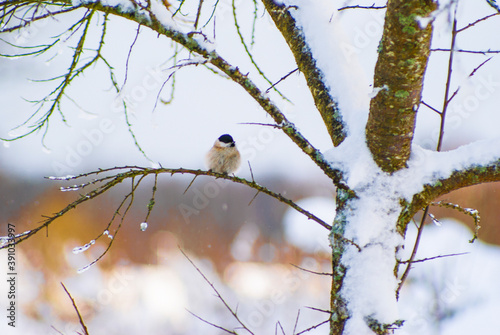 in winter, a bird sits on a tree branch,