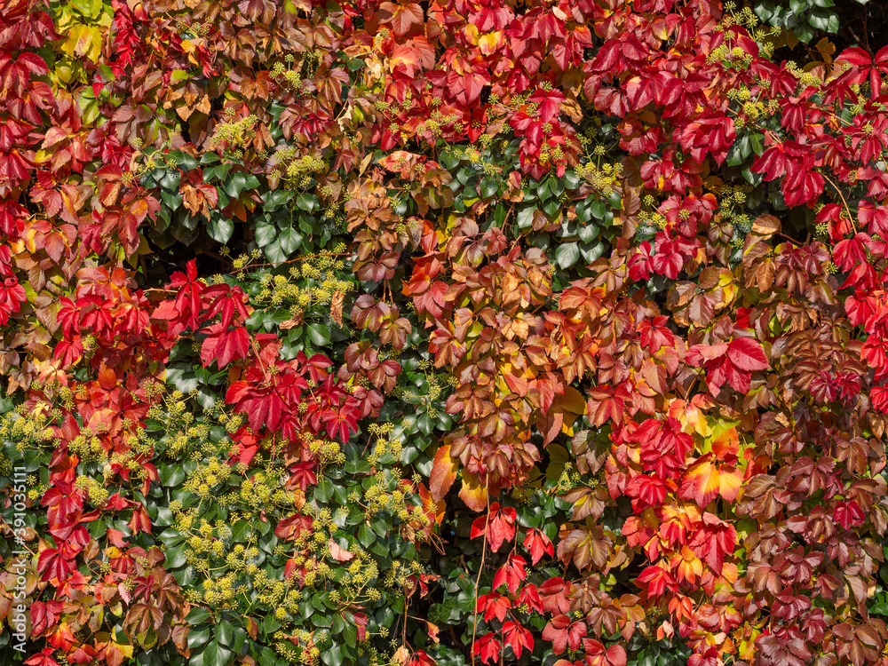 vertical wall of colored tree leaves red, yellow and green, nature background.