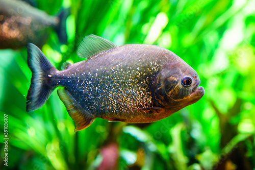 Selective focus shot of a fish swimming in an aquarium photo