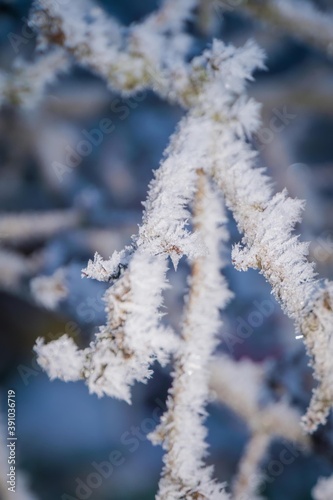 Winter trees in hoarfrost © AnnaPa