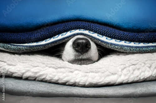 cute pets photo bright blue background border collie dog basking in bed
