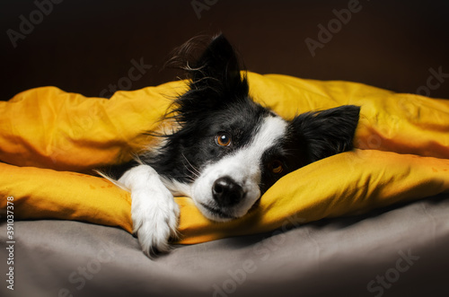 cute pets photo bright yellow background border collie dog basking in bed
