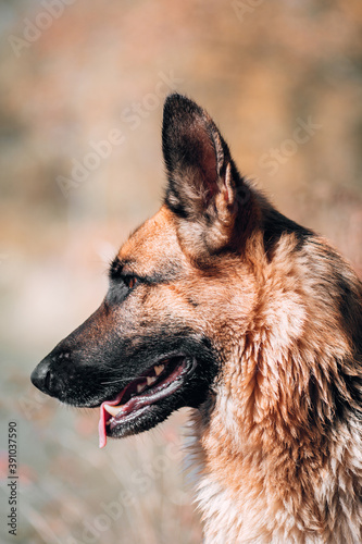 Portrait in profile of a black and red German shepherd dog. Purebred dog on the background of a yellow autumn forest, high-quality photo of the dog for a screensaver or calendar.
