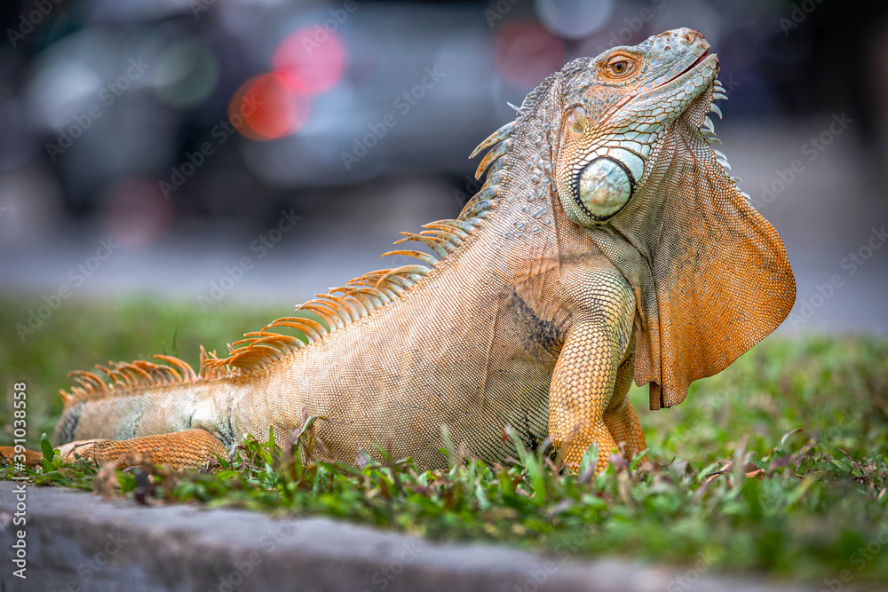 Fototapeta premium Close up of a large iguana 