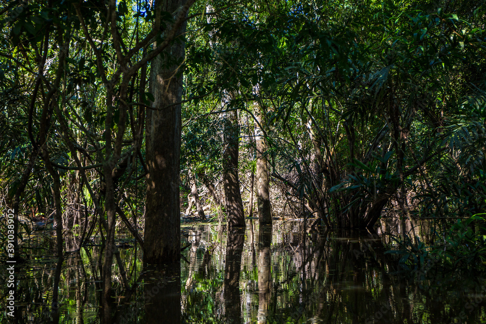Obraz premium Shaded mangroves of the Amazon river with reflections in the water from the surrounding tropical green tropical forest, jungle trees & exotic foliage in the State of Amazonas in Brazil, South America