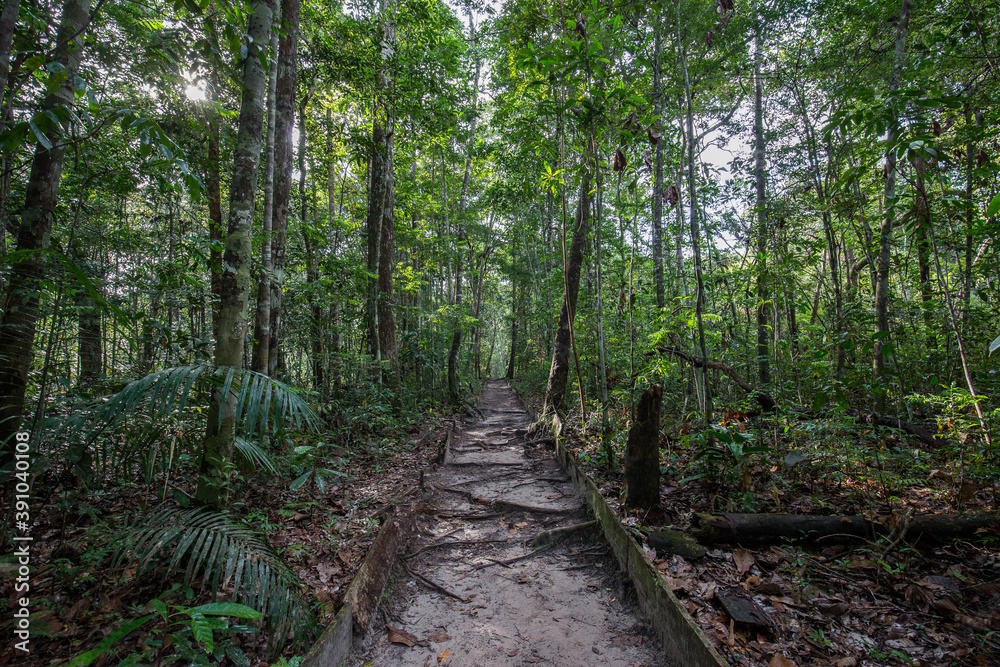 A pathway creating a walkway that's leading through the Amazon Rainforest in Presidente Figueiredo, Brazil, South America, with tropical forest trees and jungle fauna surrounding everything A pathway creating a walkway that's leading through the Amazon Rainforest in Presidente Figueiredo, Brazil, South America, with tropical forest trees and jungle fauna surrounding everything