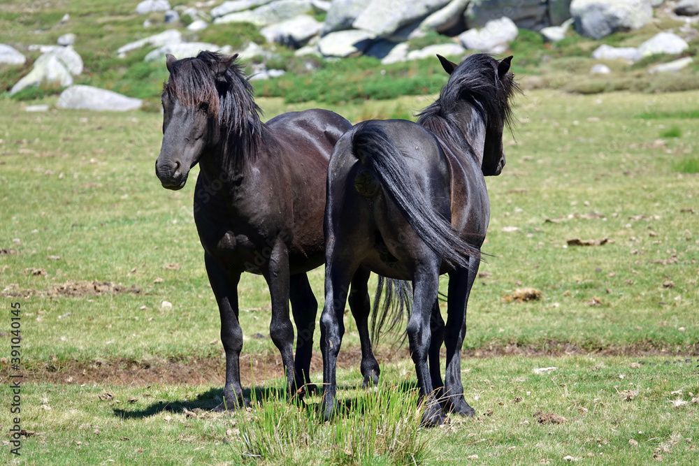 Obraz premium Chevaux en liberté sur le plateau de Cuscionu en Corse