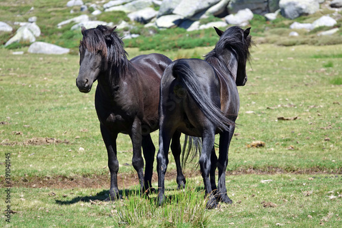 Chevaux en liberté sur le plateau de Cuscionu en Corse