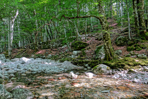 Curiosité dans le forêt de Vizzavona en Corse photo