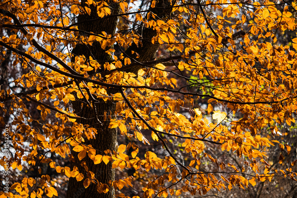 Obraz premium autumn leaves background