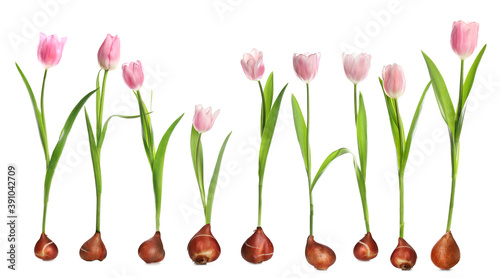 Set of tulips with bulbs on white background #391042709