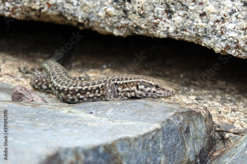 Lézard tyrrhénien (Podarcis tiliguerta) mâle en Corse