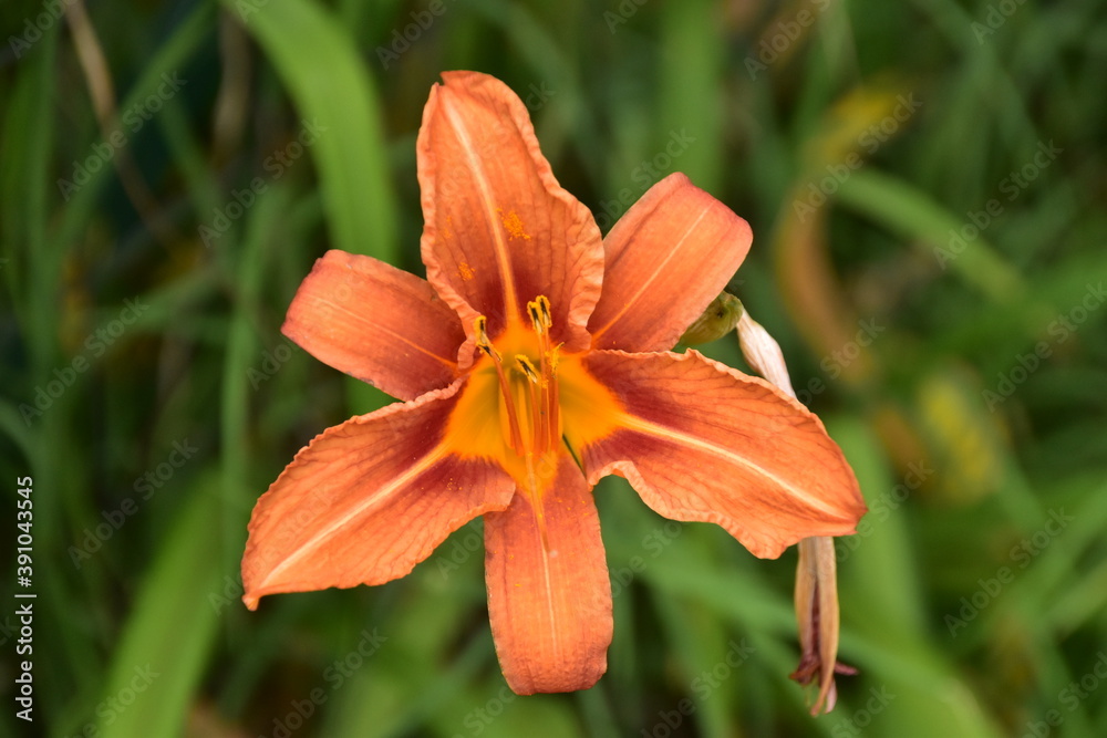 fiore fiore