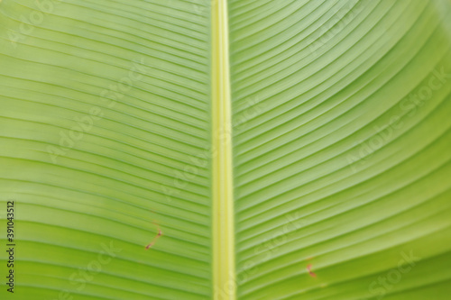 banana leaf texture, green background 