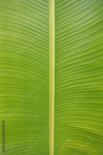 green leaf texture, green background,