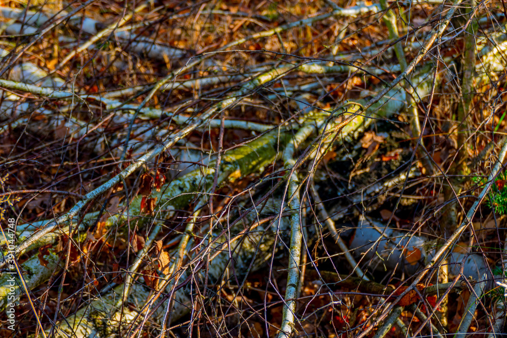 Fototapeta premium Thin tree trunks and branches lie on the forest floor, autumn leaves and sunlight