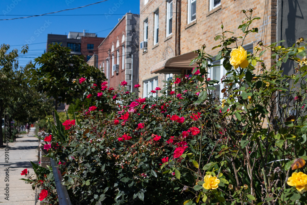 Colorful Roses in a Home Garden along a Sidewalk with a Row of Homes in Astoria Queens New York