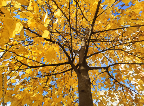 Branches and trunk with bright yellow leaves of autumn trees against the blue sky background. Bottom view.