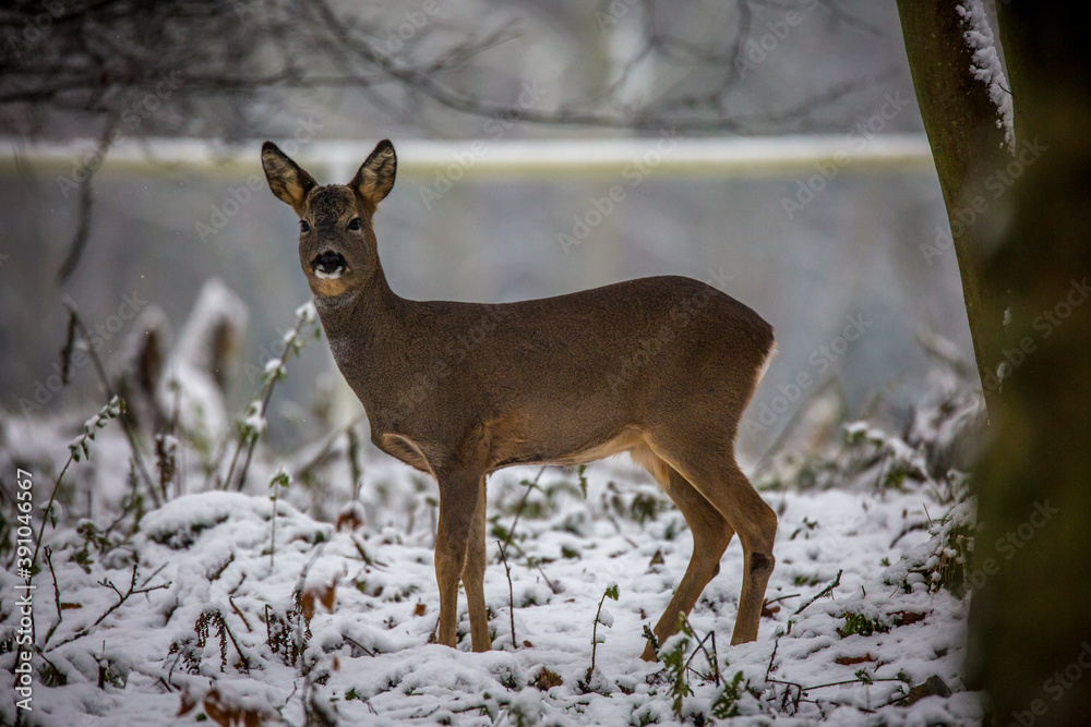Obraz premium A young deer strolls though a winter woodland looking for food, with a sprinkling of snow on the ground