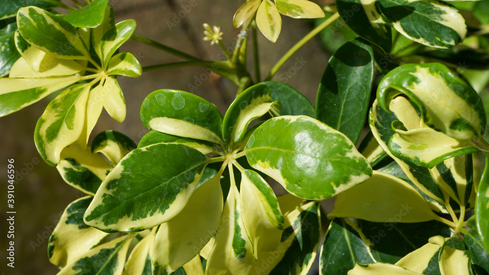 green leaves background