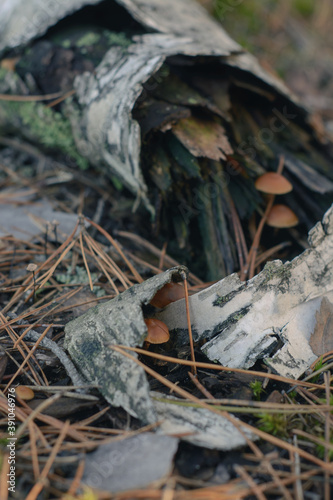 Mushroom in the fall forest. Forest magic 